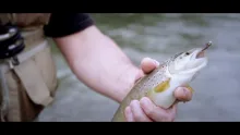 Video thumb for Fly Fishing Beauty of the Raba River