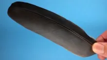 Video thumb for Feather Anatomy Part 2