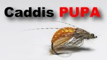 Video thumb for Orange Caddis Pupa