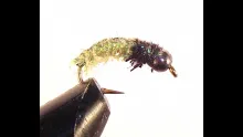 Video thumb for Daniel's Chartreuse Catnip