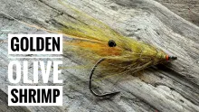 Video thumb for Golden Olive Shrimp