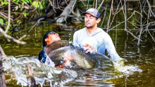 Video thumb for Arapaima eats fly off surface