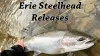 Video thumb for Erie Steelhead Fly Fishing