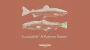 Video thumb for Laxaþjóð - A Salmon Nation