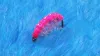 Video thumb for Flashback Pink Shrimp